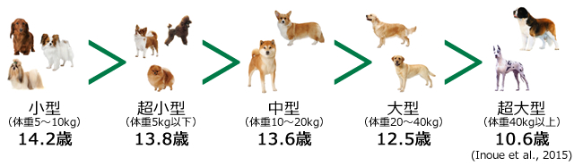 小型14.2歳＞超小型13.8歳＞中型13.6歳＞大型12.5歳＞超大型10.6歳