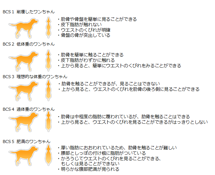 ボディコンディションスコア(BCS)について