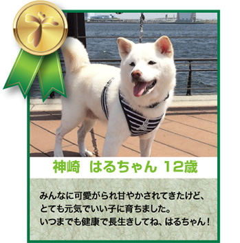 神崎はるちゃん 12歳