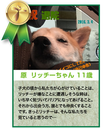 原リッチーちゃん 11歳