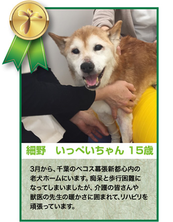 細野いっぺいちゃん 15歳