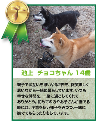 池上チョコちゃん 14歳