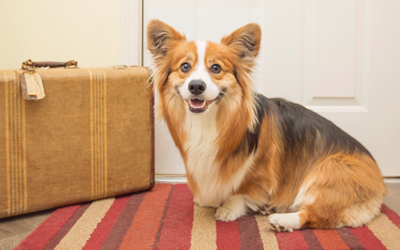 Travel With Dog掲載宿泊施設 特典サービス