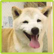 愛犬の写真