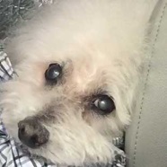 愛犬の写真