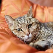 愛猫の写真