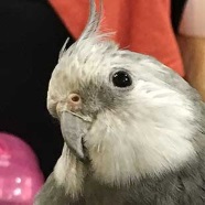 とりの写真