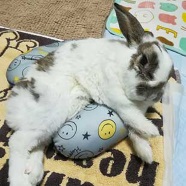 うさぎの写真