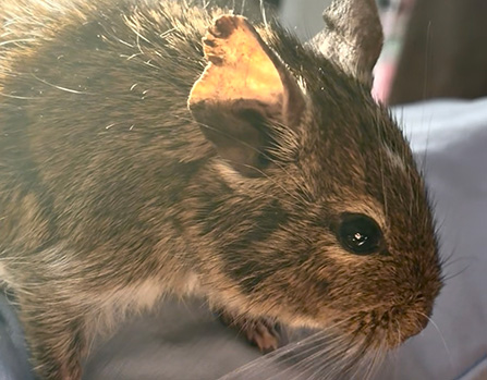 ぐーすけちゃん