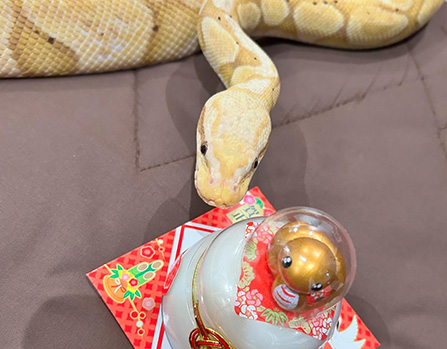 グラーノちゃん