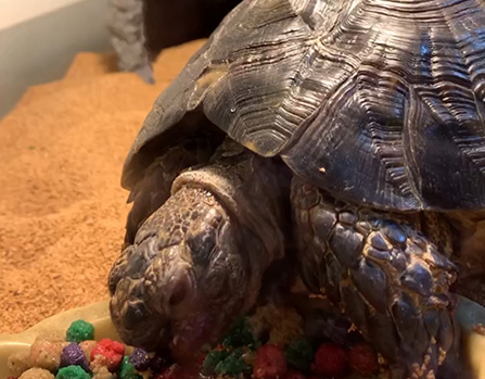 ヒェロナちゃん