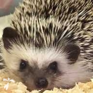 吉田 紅 ちゃん