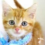 篠原 トト ちゃん