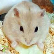 川崎 きなこもち ちゃん