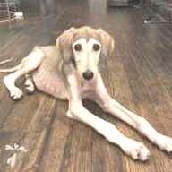 茂野 Vikka ちゃん