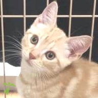 岩谷 maron ちゃん