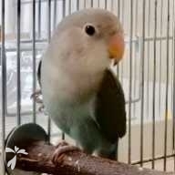 佐藤 ポテチ・ノリシオ ちゃん