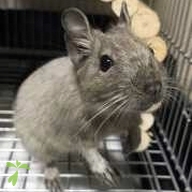 久保田 ブルー ちゃん