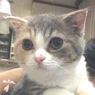 内藤 チャム ちゃん