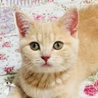 佐藤 ティディ ちゃん