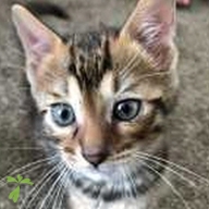 立川 ロゼ ちゃん