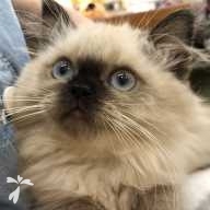 西 リーシャ ちゃん