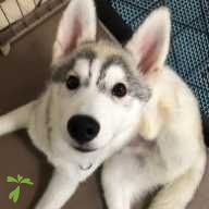 丸子 るい ちゃん