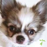 三上 あずき ちゃん