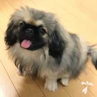 中澤 ぶぶ ちゃん