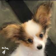 平野 アリ ちゃん