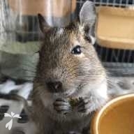 野村 ねね ちゃん