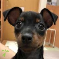 橋本 つぶあん ちゃん