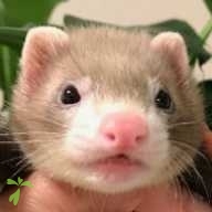 岡崎 チェロ ちゃん