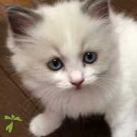 長内 ロイ ちゃん