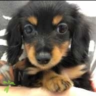 重田 ルウ ちゃん