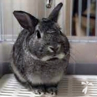 浅井 おでん ちゃん