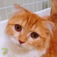 吉澤 ルチル ちゃん