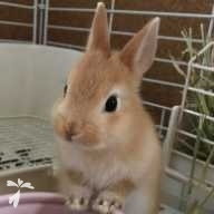 佐藤 田楽 ちゃん