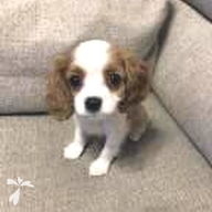 赤坂 レディ ちゃん