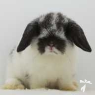 亀崎 オレオ ちゃん