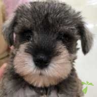 村山 アルコペラ ちゃん