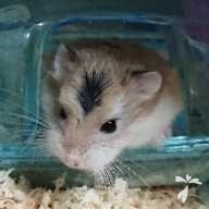 田中 ぷりん ちゃん