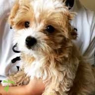 三宅 シルク ちゃん