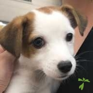 池田 ココ ちゃん