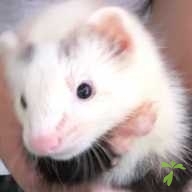 古林 ハク ちゃん