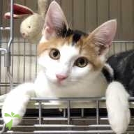 日高 キャリコ ちゃん