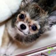 倉永 ハル ちゃん