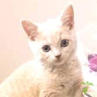 加澤 あいる ちゃん