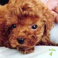 毛塚 メメ ちゃん