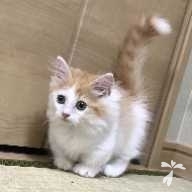 田谷 ロイヤル ちゃん